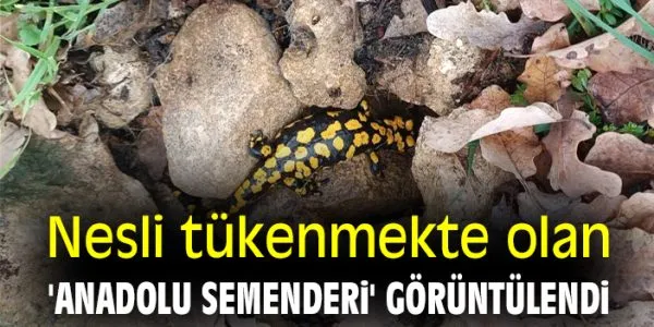 Anadolu Benekli Semenderi Batman’da Ortaya Çıktı!