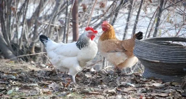 Bolu’da Et Fiyatları Altın Fiyatlarını Geçti!