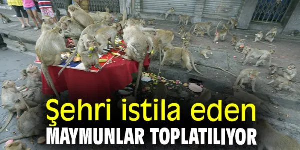 Tayland’daki Maymun Krizi: Lopburi Şehrinde Operasyon Başladı