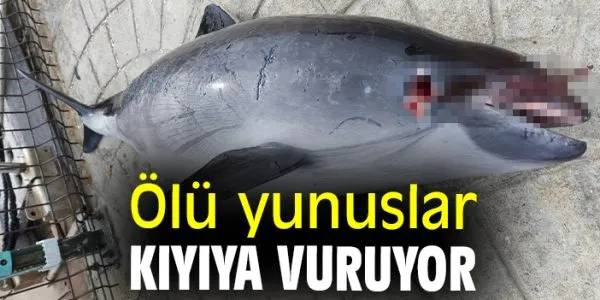 Kocaeli Körfezi’nde Vurulan Yunusların Tehlikeleri