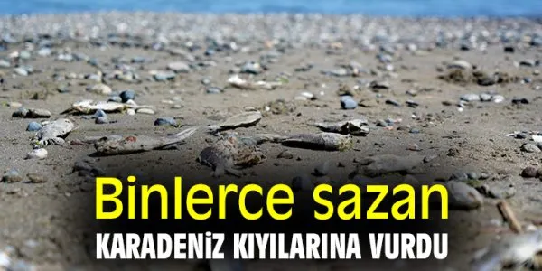 Lagün Göllerinde İsrail Sazanı İstilası!