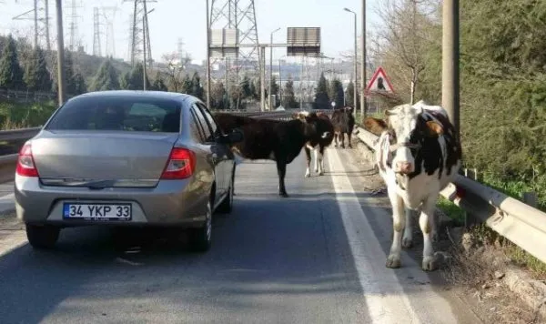 TEM Otoyolu’nda Trafiği Alt Üst Eden İlginç Olay: İnekler Yolu Ele Geçirdi!