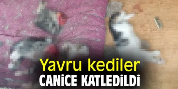 Etimesgut’ta canice katledilen 6 kedi yavrusu!