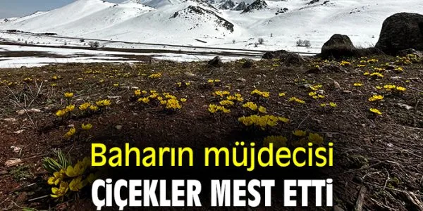 Yüksekova Dağlarında Baharın Müjdecisi Kar Çiçekleri