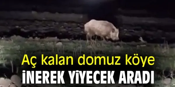 Karakale Köyünde Domuz Macerası