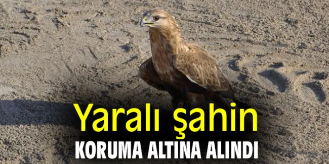 Yaralı Şahin Battalgazi’de Kurtarıldı