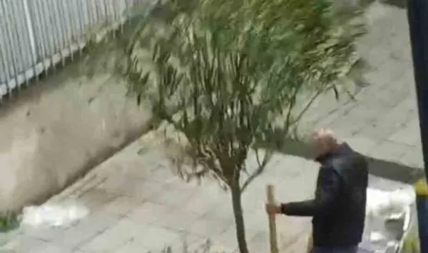 Geceleyin Ağaçları Yok Eden Şahıs Kaçtı!