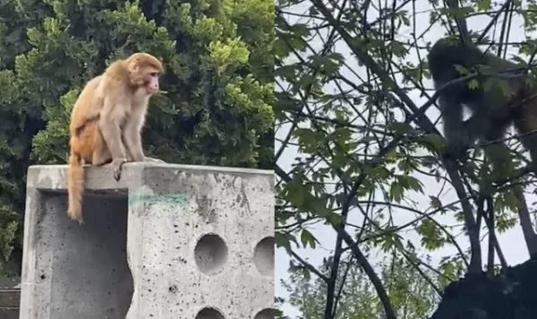 Fatih Balat’ta Kaldırımı Sallayan Maymun!