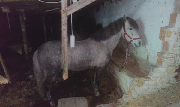 Sultangazi’de Skandal! 3 At Kesimi İle İlgili Baskın yapıldı