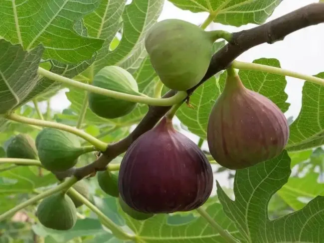 Tire Belediyesinden İncir Sezonuna Hazırlık!