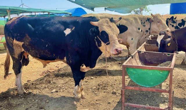 İzmir’de Kurban Kesim Fiyatları Belli Oldu