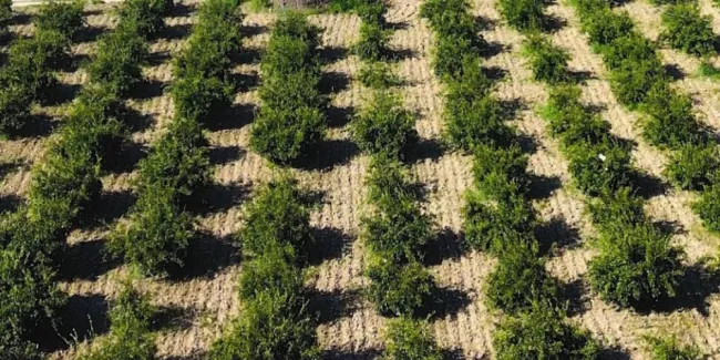 Belediyeden çiftçiye 1000 TL’lik sulama desteği