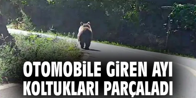 Ayı Arabada Uyurken! Kanada’da ilginç olay