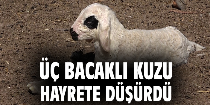 Yozgat’ta İlginç Doğum: Üç Bacaklı Kuzu!