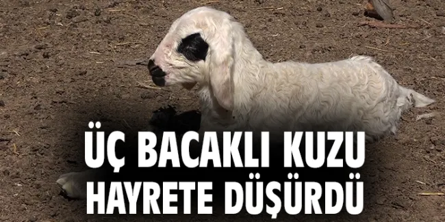 Yozgat’ta İlginç Doğum: Üç Bacaklı Kuzu!