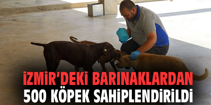 İzmir’de Hayvan Dostları İçin Köpek Bakımevleri