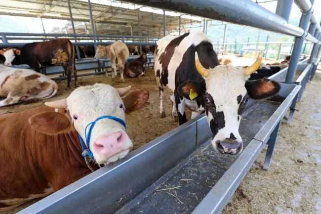 Karşıyaka’nın kurban pazarında hazırlıklar tamam
