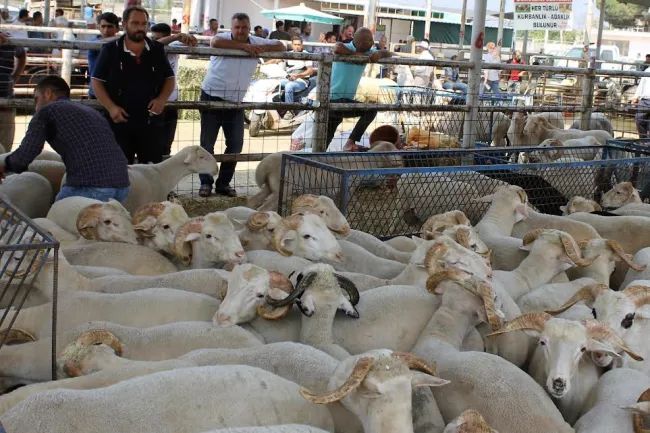 Ödemiş Belediyesi Kurban Bayramına Hazırlanıyor