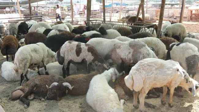 MENEMEN’DE KURBANLIKLARA SIKI DENETİM