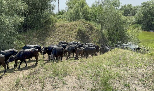 Tokat’ın Erbaa ilçesinde manda çobanı: “Mandalar gölette serinliyor!”