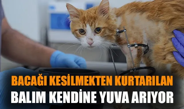 İzmir’de Saçaklı Kedi! Başarılı Operasyonla Yeniden Hayata Döndü