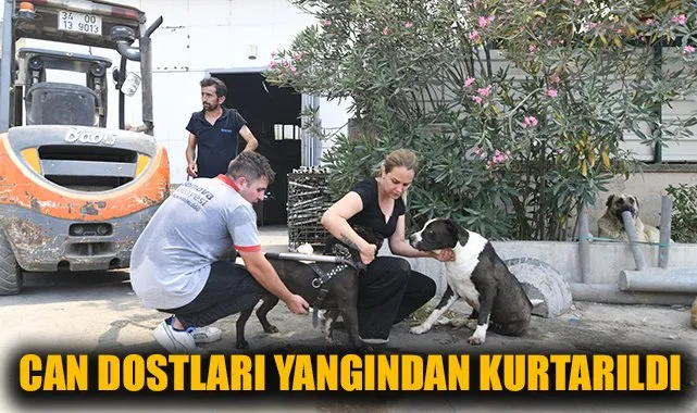 Can Dostları Kurtarıldı, Yangın Sonrası İzmir’de Müdahale Şaşırttı