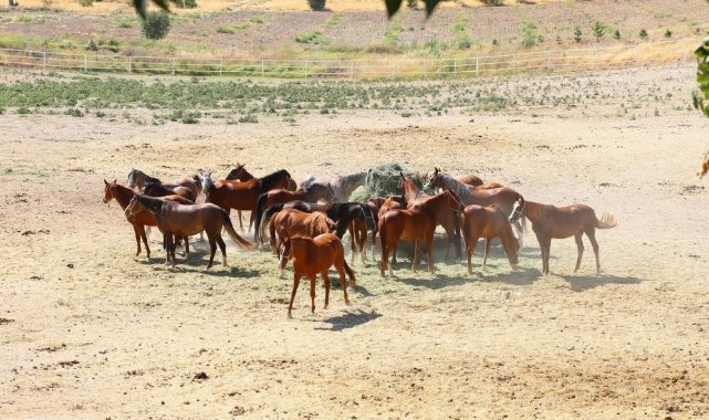 Sultansuyu Tarım İşletmesi’nden Arap Atlarının Satışı Başlıyor