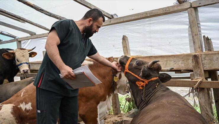 Ankara’da Kurbanlık Satış Pazarı: Büyük İlgi!