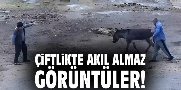 İncesu’da Eşek ve Atlara İşkence: Dehşet Veren Olay!