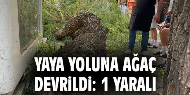 Söğüt ağacı facianın eşiğinden döndü!