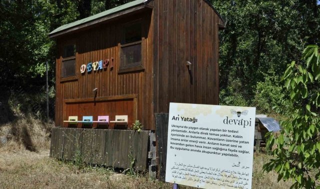 Arı Terapisi: Kovanda Rahatlayın!