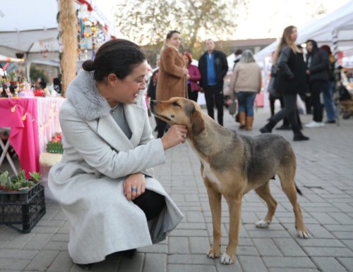Sokak Hayvanları Yasası: Belediyeler Ötanazi Yapabilecek!