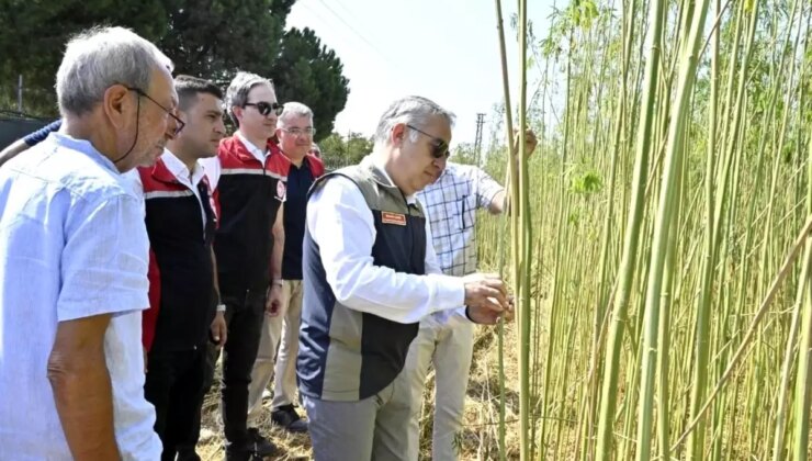 İzmir’de İlk Kontrollü Kenevir Hasadı Gerçekleşti!