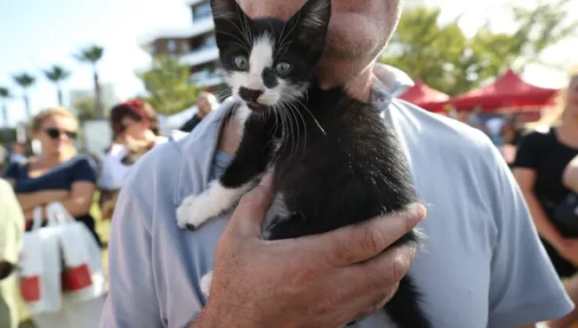 Kısırlaştırma hizmetlerinde online randevu dönemi