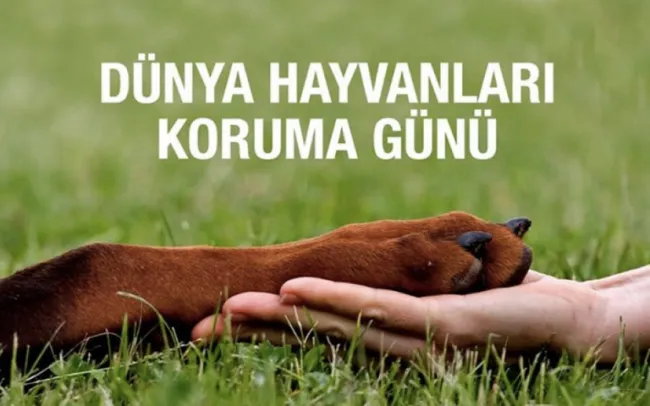 Hızır Haşim Kaya’dan Dünya Hayvanlar Günü Mesajı: “Hayvanlar Bizim Sessiz Dostlarımızdır”