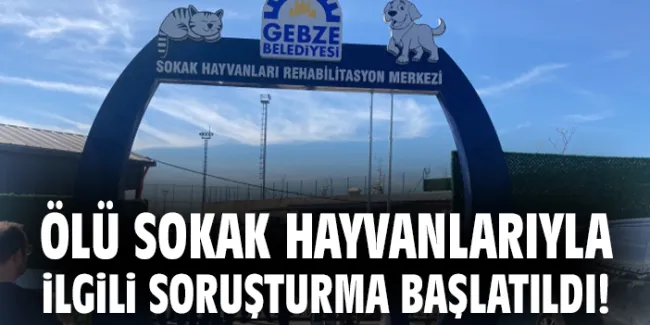 Gebze’de Sokak Hayvanları Skandalı: 30 Köpek Ölü