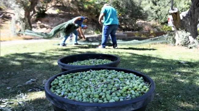 Bornova’da Zeytin Yetiştiriciliği Eğitimi Başlıyor
