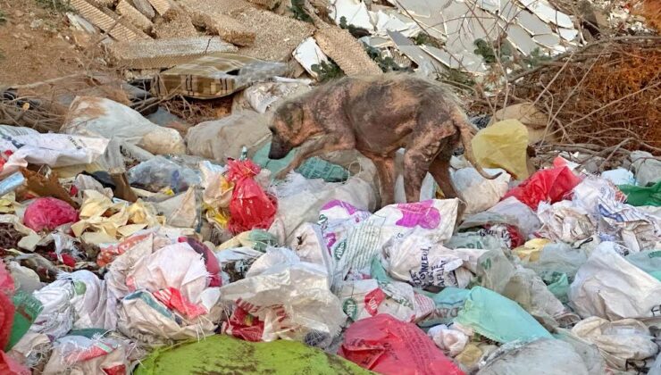 Kemalpaşa’da Çöplükteki Hasta Köpekler İsyan Ettirdi!
