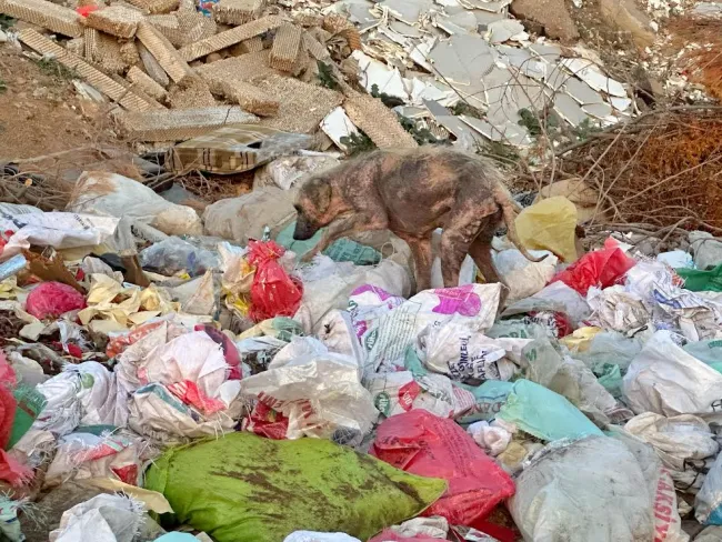 Kemalpaşa’da Çöplükteki Hasta Köpekler İsyan Ettirdi!