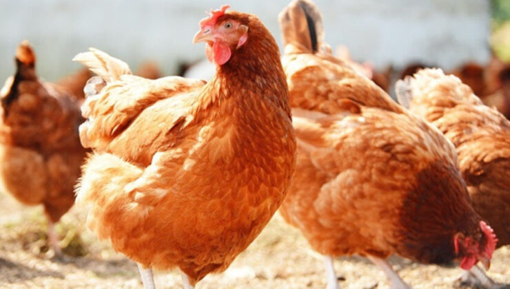 Ekim’de Tavuk Eti ve Yumurtası Üretimi Artışta!