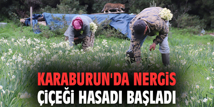 Karaburun’da Nergis Hasadı Başladı, Fiyatlar Düşük!