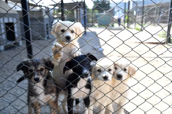 Karabağlar Belediyesi’nden sokak hayvanlarına modern hizmet