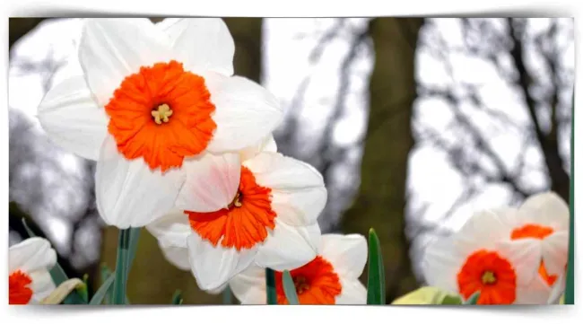 Urla’da Nergis Yetiştiriciliği Eğitimi Düzenleniyor