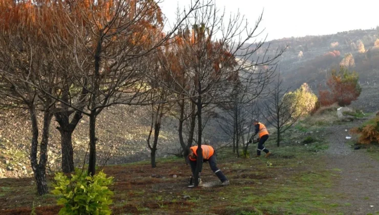 Çiğli Ormanları Yeniden Yeşerecek!