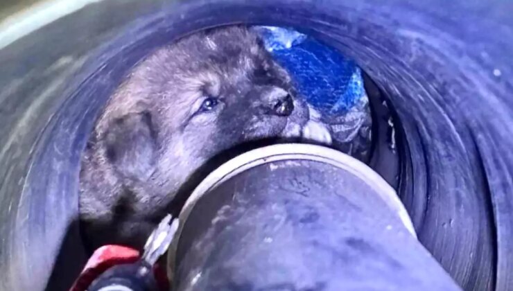 Foça’da Yavru Köpek Borudan Kurtarıldı!