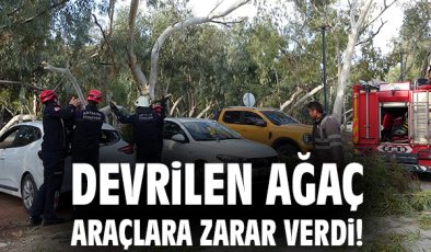 Antalya’da Fırtına, Ağaç Devrildi İki Araç Zarar Gördü