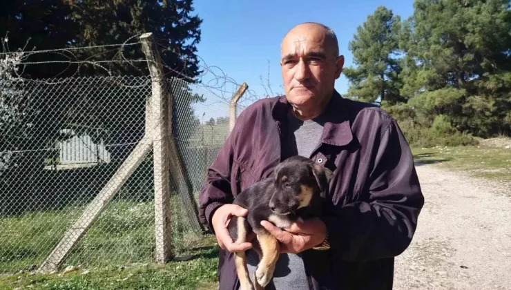 Köpekler Ölüme Terk Edildi, Belediyeden Cevap Yok!