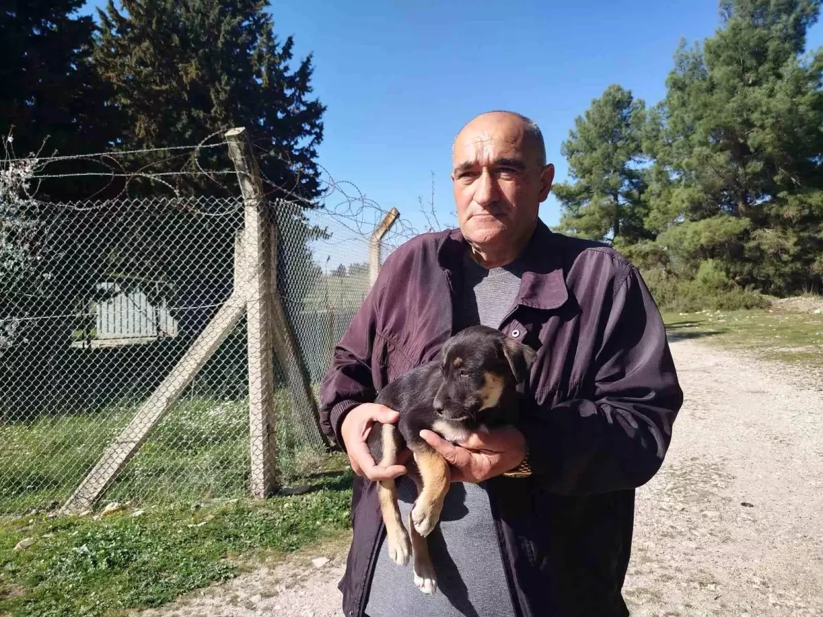 Köpekler Ölüme Terk Edildi, Belediyeden Cevap Yok!