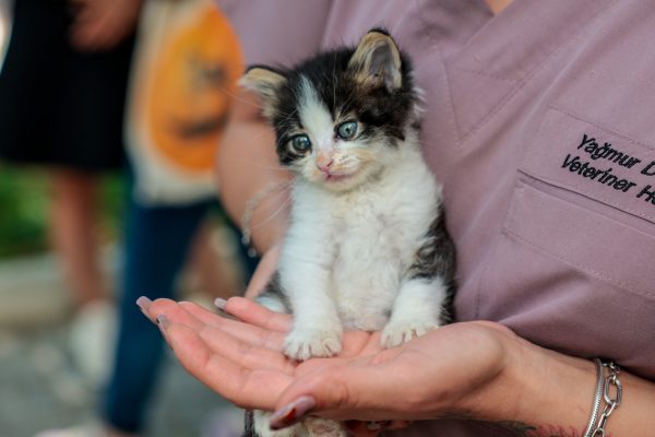 Konak’ta ziyaretle gelen mutluluk: Dört can dost yuvasına kavuştu