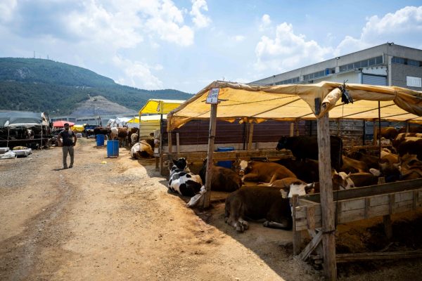 Bornova Kurban Pazarı kapılarını açtı